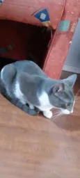 Kailão