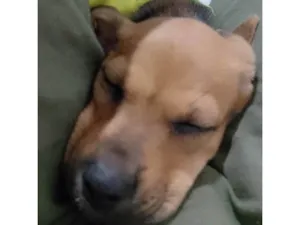 Cachorro raça SRD-ViraLata idade 2 a 6 meses nome Núbia 