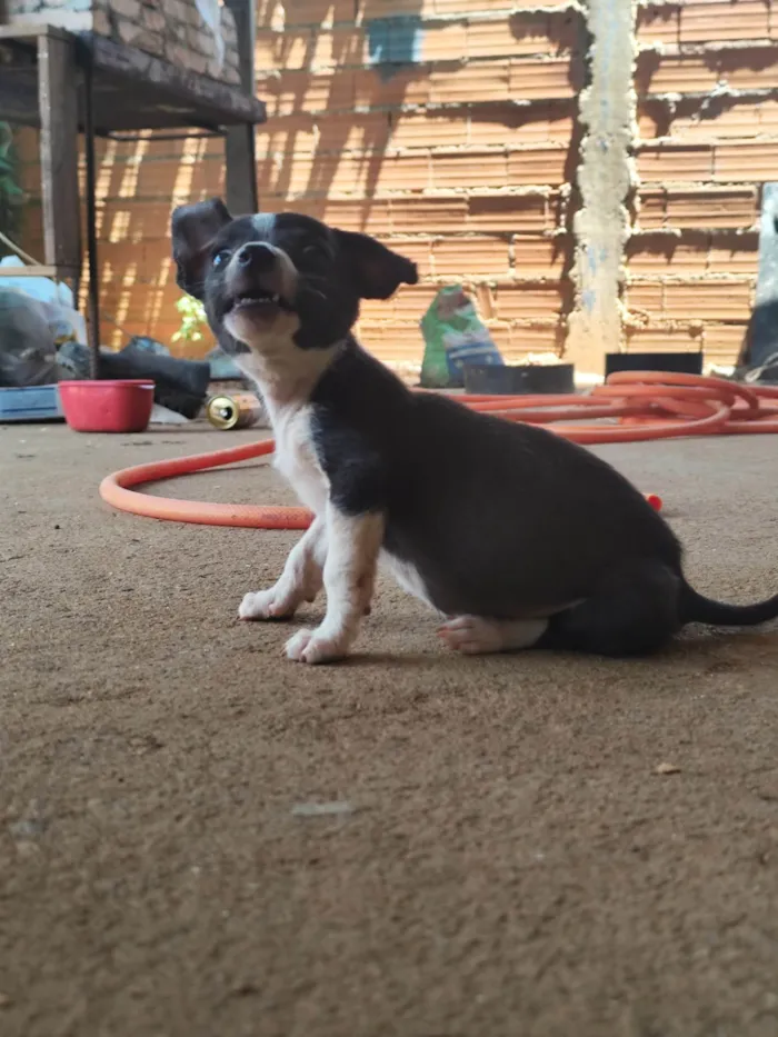 Cachorro ra a SRD-ViraLata idade 2 a 6 meses nome Pug e jack
