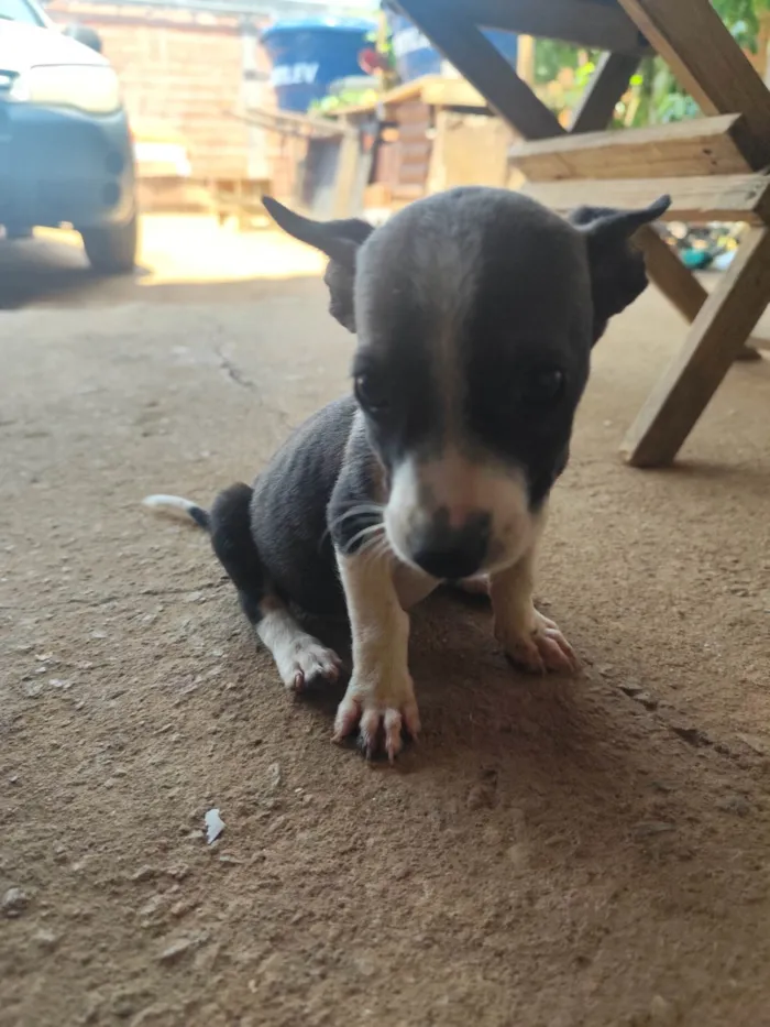 Cachorro ra a SRD-ViraLata idade 2 a 6 meses nome Pug e jack