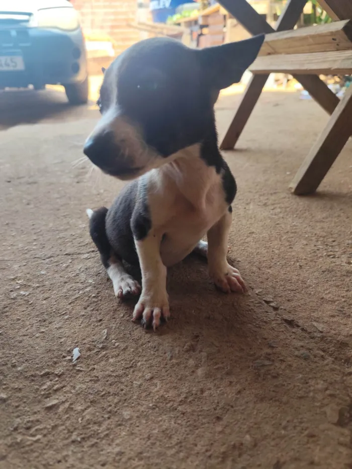 Cachorro ra a SRD-ViraLata idade 2 a 6 meses nome Pug e jack