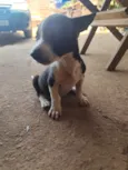 Pug e jack