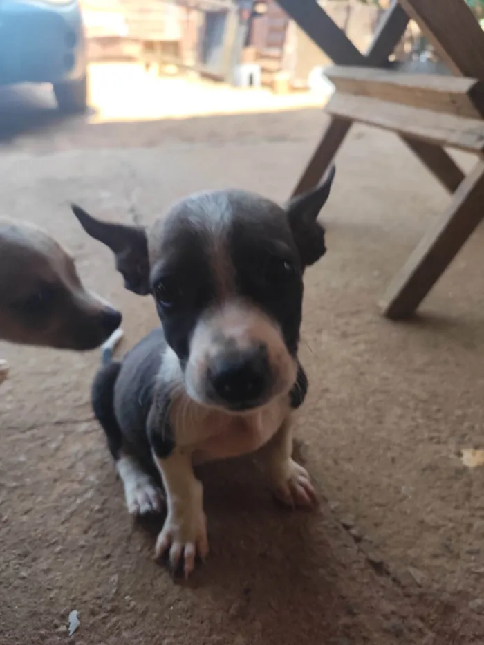 Cachorro ra a SRD-ViraLata idade 2 a 6 meses nome Pug e jack