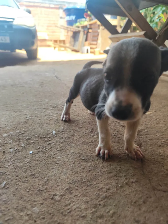 Cachorro ra a SRD-ViraLata idade 2 a 6 meses nome Pug e jack