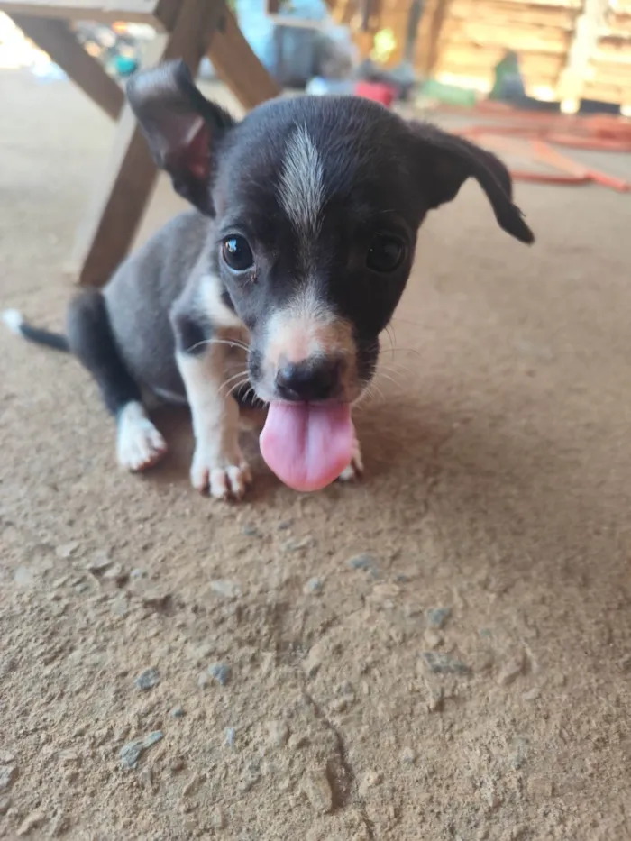 Cachorro ra a SRD-ViraLata idade 2 a 6 meses nome Pug e jack