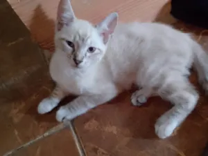 Gato raça Siamês idade 2 a 6 meses nome diana