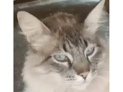 Gato raça Ashera idade 6 ou mais anos nome Rufião