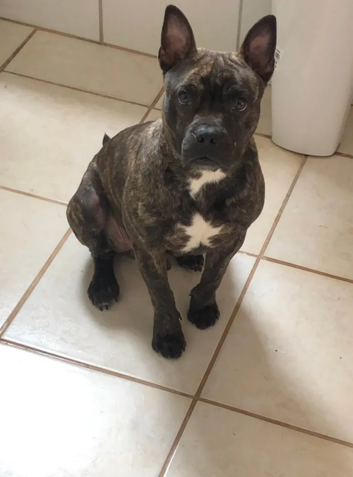 Cachorro ra a Pit-Bull idade 7 a 11 meses nome Xau 