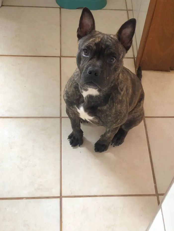 Cachorro ra a Pit-Bull idade 7 a 11 meses nome Xau 