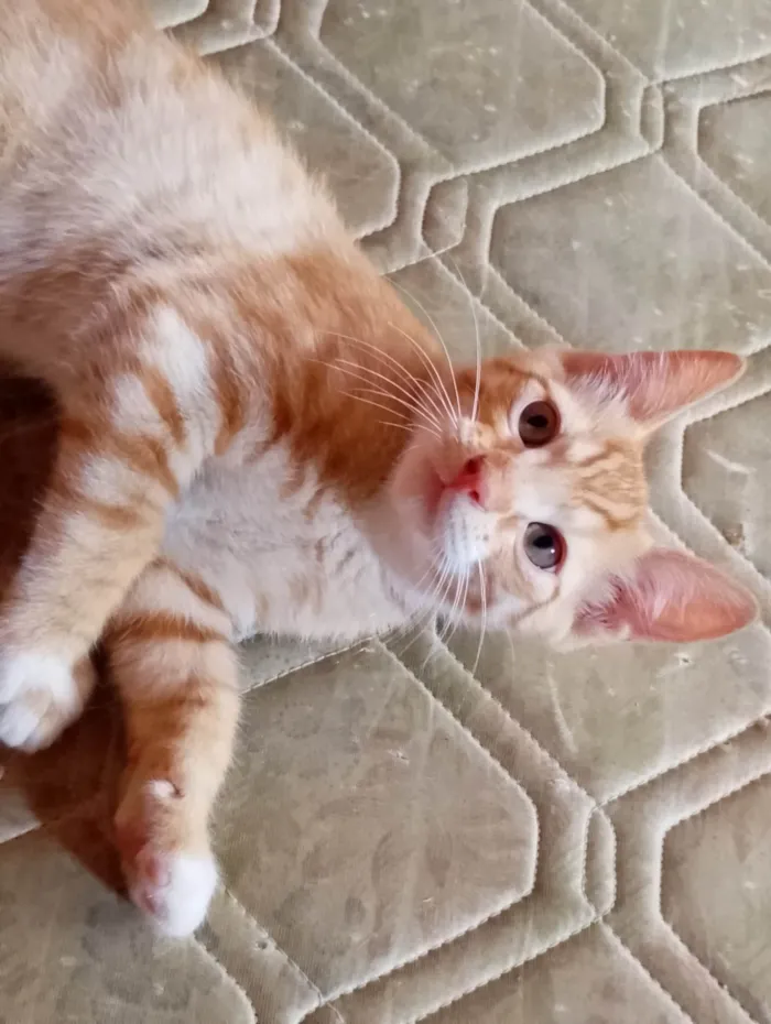 Gato ra a American Shorthair idade 2 a 6 meses nome Leon