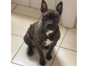 Cachorro raça Pit-Bull idade 7 a 11 meses nome Xau 