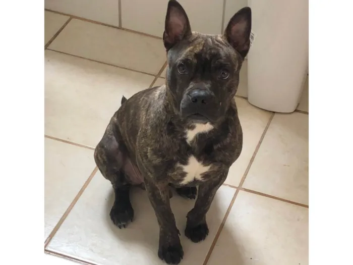 Cachorro ra a Pit-Bull idade 7 a 11 meses nome Xau 