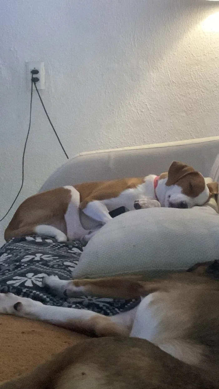 Cachorro raça SRD-ViraLata idade 2 a 6 meses nome Jordan