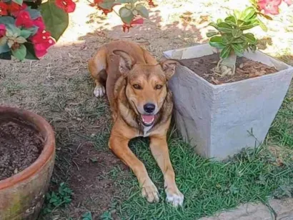 Cachorro raça SRD-ViraLata idade 4 anos nome Marley 