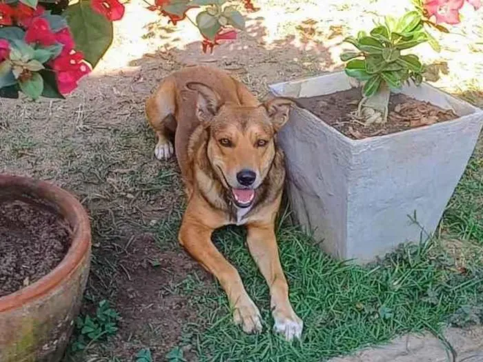 Cachorro ra a SRD-ViraLata idade 4 anos nome Marley 