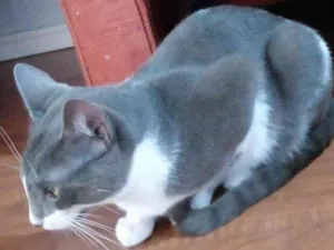 Gato raça SRD-ViraLata idade 2 a 6 meses nome Kailão