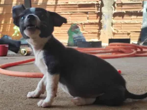 Cachorro raça SRD-ViraLata idade 2 a 6 meses nome Pug e jack