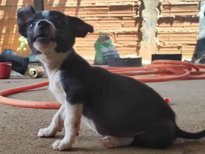 Cachorro ra a SRD-ViraLata idade 2 a 6 meses nome Pug e jack