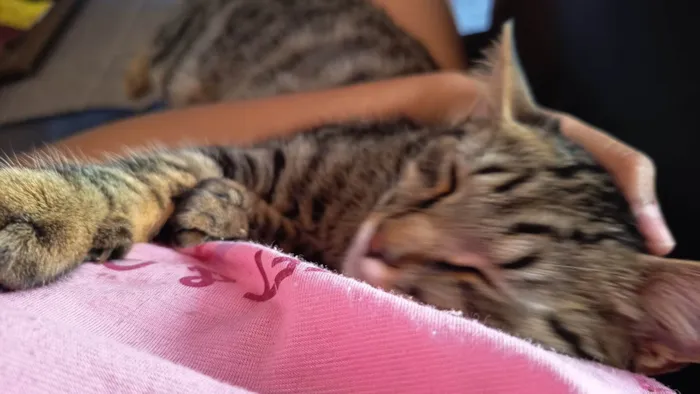Gato ra a SRD-ViraLata idade 2 a 6 meses nome Théo 