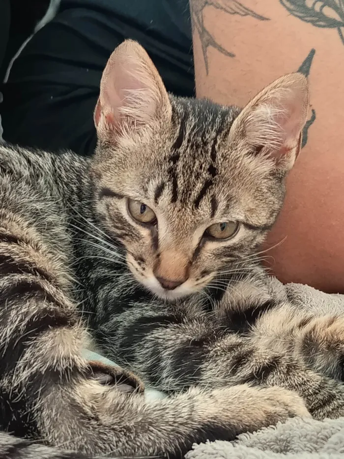 Gato ra a SRD-ViraLata idade 2 a 6 meses nome Théo 
