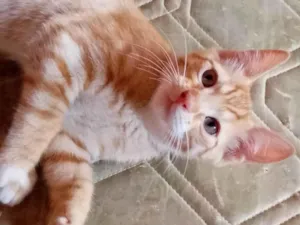 Gato raça American Shorthair idade 2 a 6 meses nome Leon