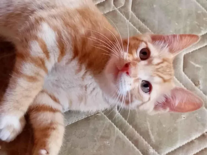 Gato ra a American Shorthair idade 2 a 6 meses nome Leon