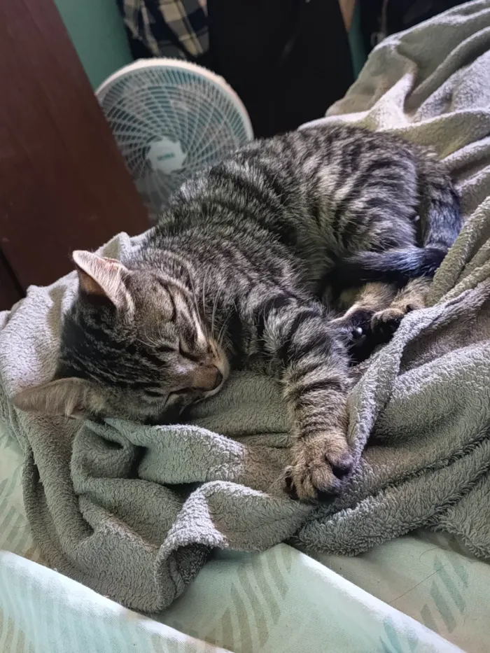 Gato ra a SRD-ViraLata idade 2 a 6 meses nome Théo 