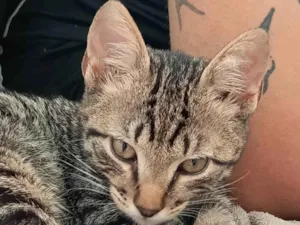 Gato raça SRD-ViraLata idade 2 a 6 meses nome Théo 