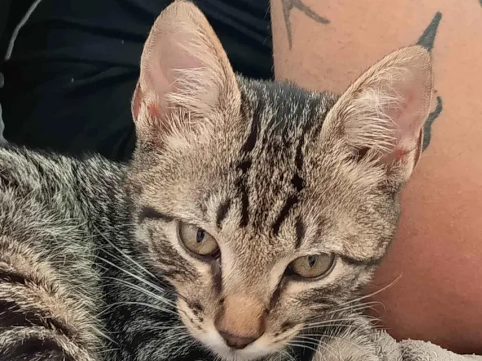 Gato ra a SRD-ViraLata idade 2 a 6 meses nome Théo 