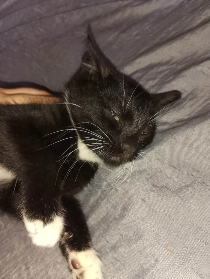 Gato ra a SRD-ViraLata idade 2 a 6 meses nome negão 