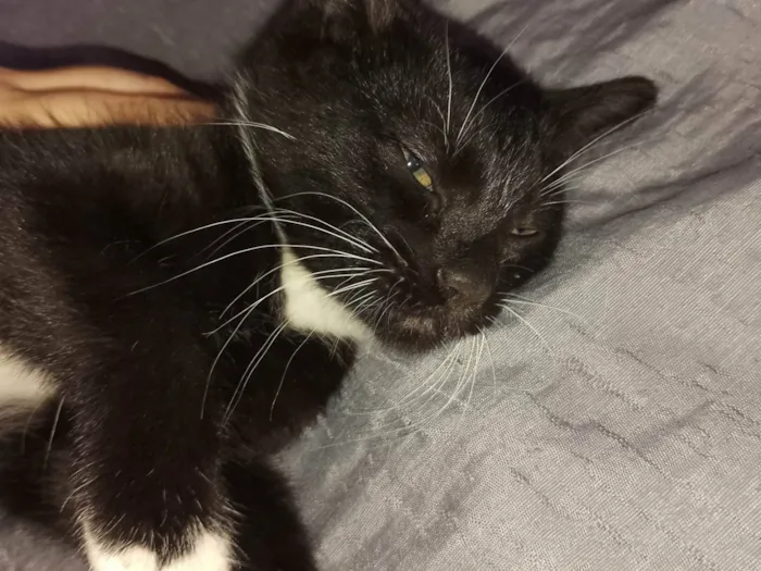 Gato ra a SRD-ViraLata idade 2 a 6 meses nome negão 