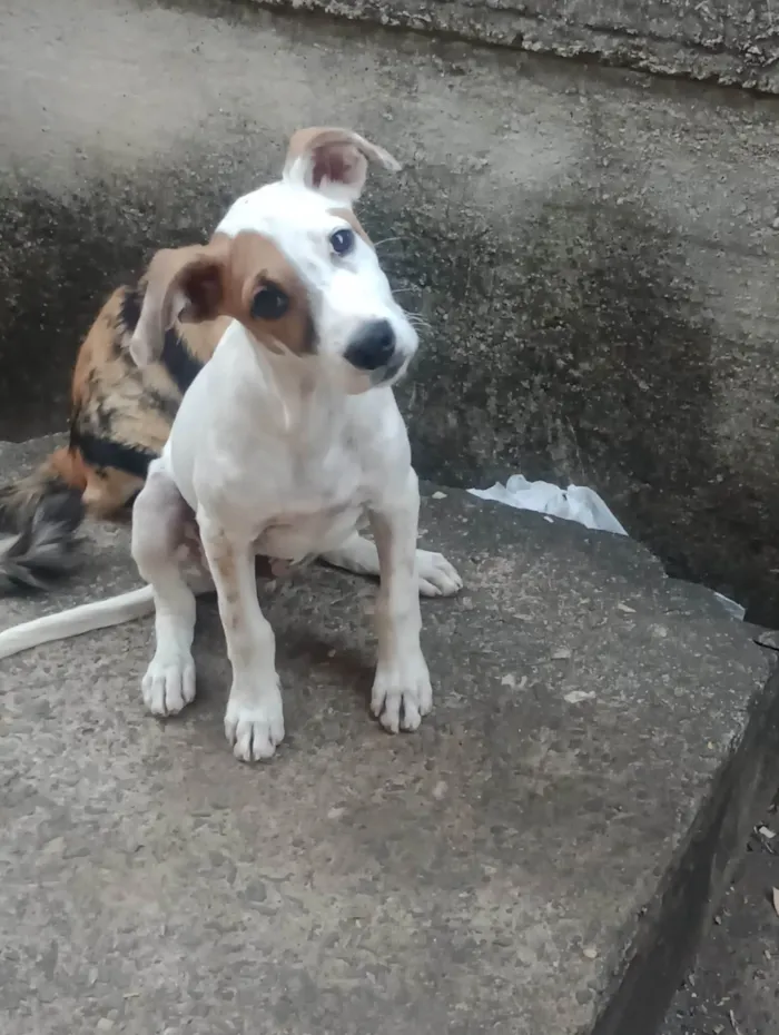 Cachorro ra a SRD-ViraLata idade 2 a 6 meses nome Luke 