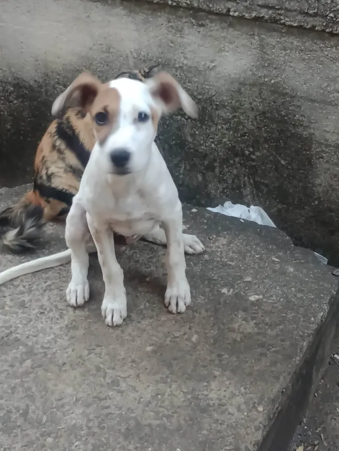 Cachorro ra a SRD-ViraLata idade 2 a 6 meses nome Luke 