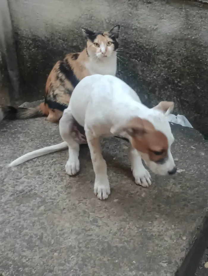 Cachorro ra a SRD-ViraLata idade 2 a 6 meses nome Luke 