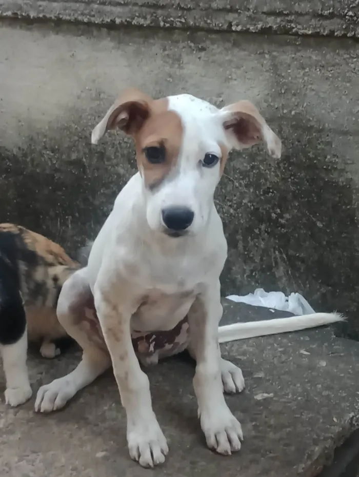 Cachorro ra a SRD-ViraLata idade 2 a 6 meses nome Luke 
