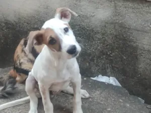 Cachorro raça SRD-ViraLata idade 2 a 6 meses nome Luke 
