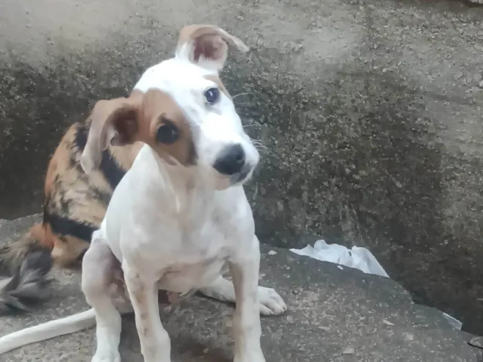 Cachorro ra a SRD-ViraLata idade 2 a 6 meses nome Luke 
