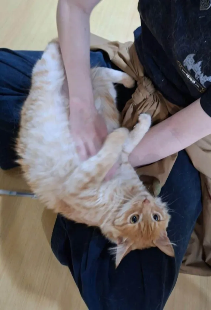Gato ra a SRD-ViraLata idade 1 ano nome Nome Desconecido
