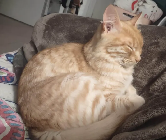 Gato ra a SRD-ViraLata idade 1 ano nome Nome Desconecido