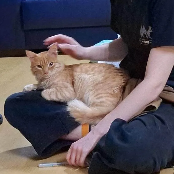 Gato ra a SRD-ViraLata idade 1 ano nome Nome Desconecido