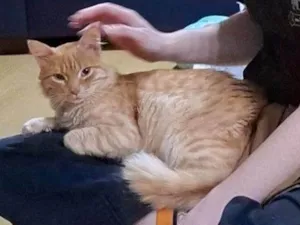 Gato raça SRD-ViraLata idade 1 ano nome Nome Desconecido