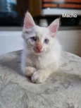 Gatinho