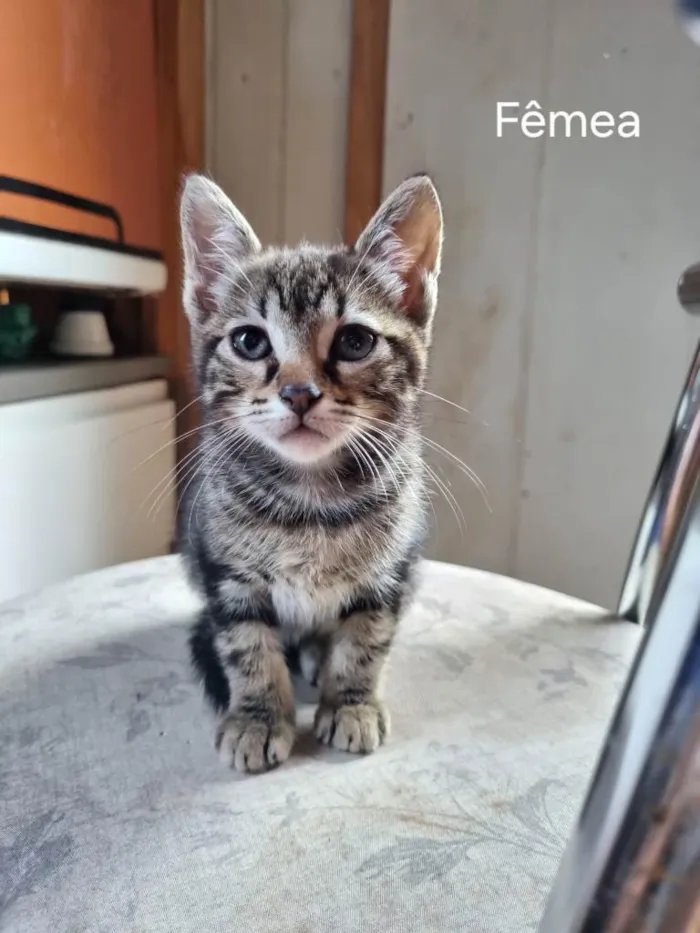 Gato ra a SRD-ViraLata idade 2 a 6 meses nome Gatinho 