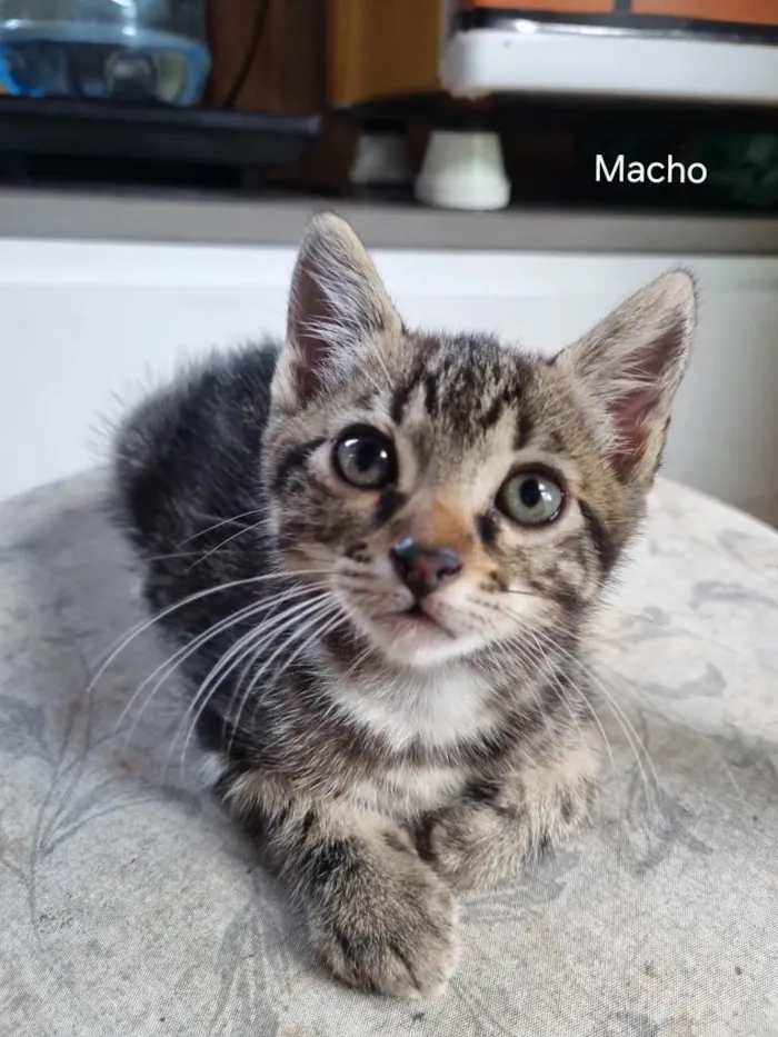 Gato ra a SRD-ViraLata idade 2 a 6 meses nome Gatinho 