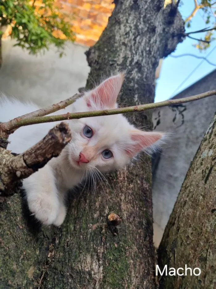 Gato ra a SRD-ViraLata idade 2 a 6 meses nome Gatinho 
