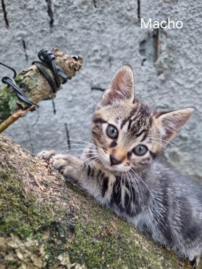 Gato ra a SRD-ViraLata idade 2 a 6 meses nome Gatinho 