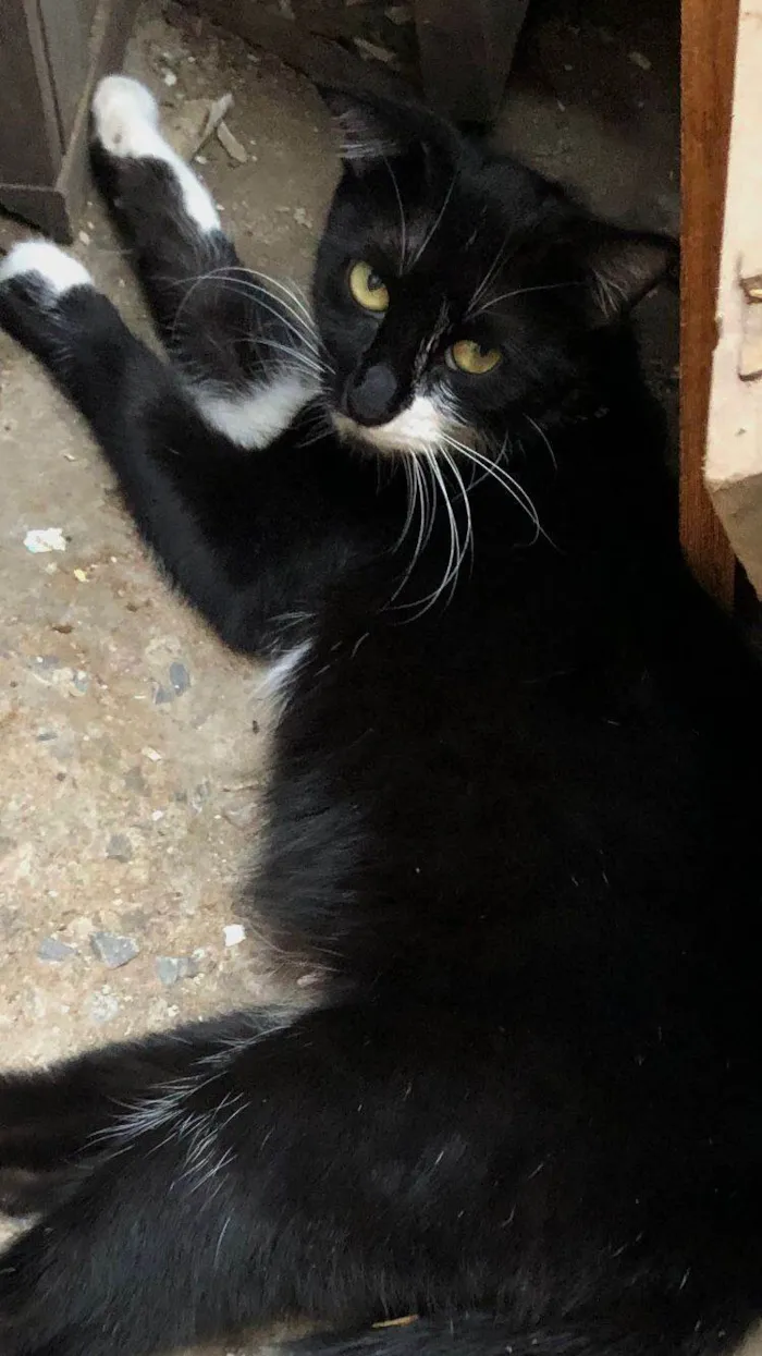 Gato ra a SRD-ViraLata idade 1 ano nome GATA DE RUA PARA ADOÇÃO URGENTE