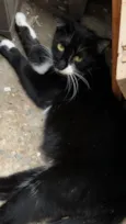 GATA DE RUA PARA ADOÇÃO URGENTE