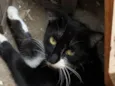 GATA DE RUA PARA ADOÇÃO URGENTE