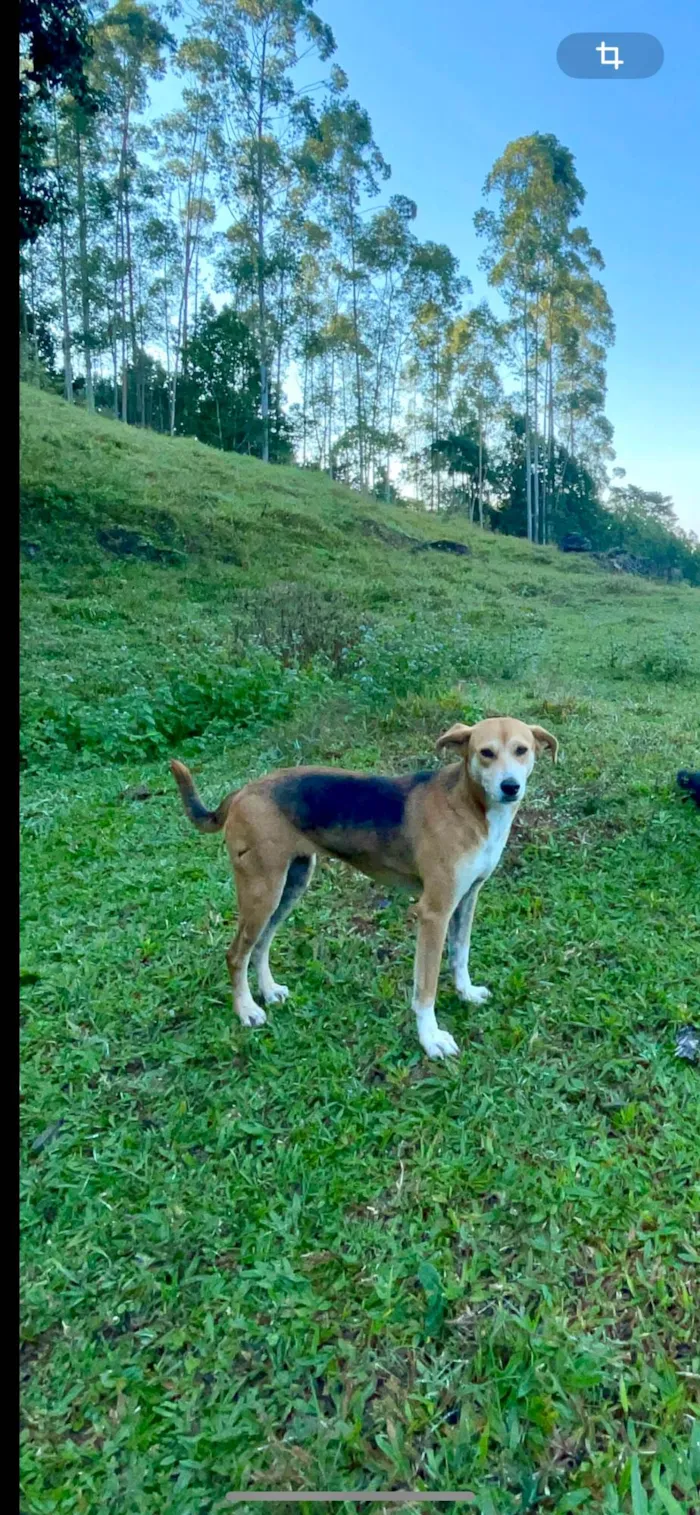 Cachorro ra a SRD-ViraLata idade 4 anos nome Emília 